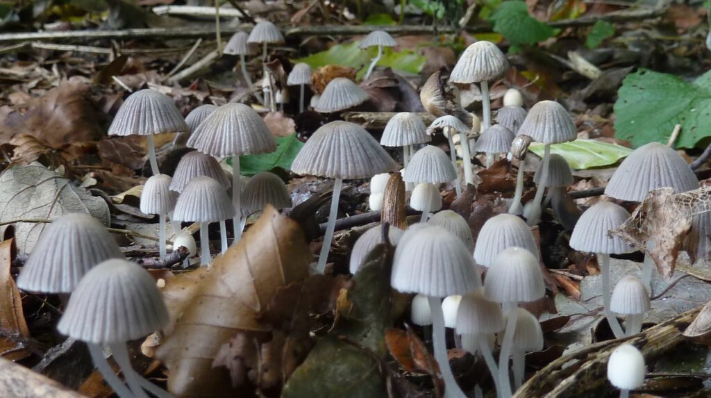 State Legalizes ‘Magic Mushrooms,’ But Residents Not Allowed To Buy Wine At Supermarkets Magic Mushrooms