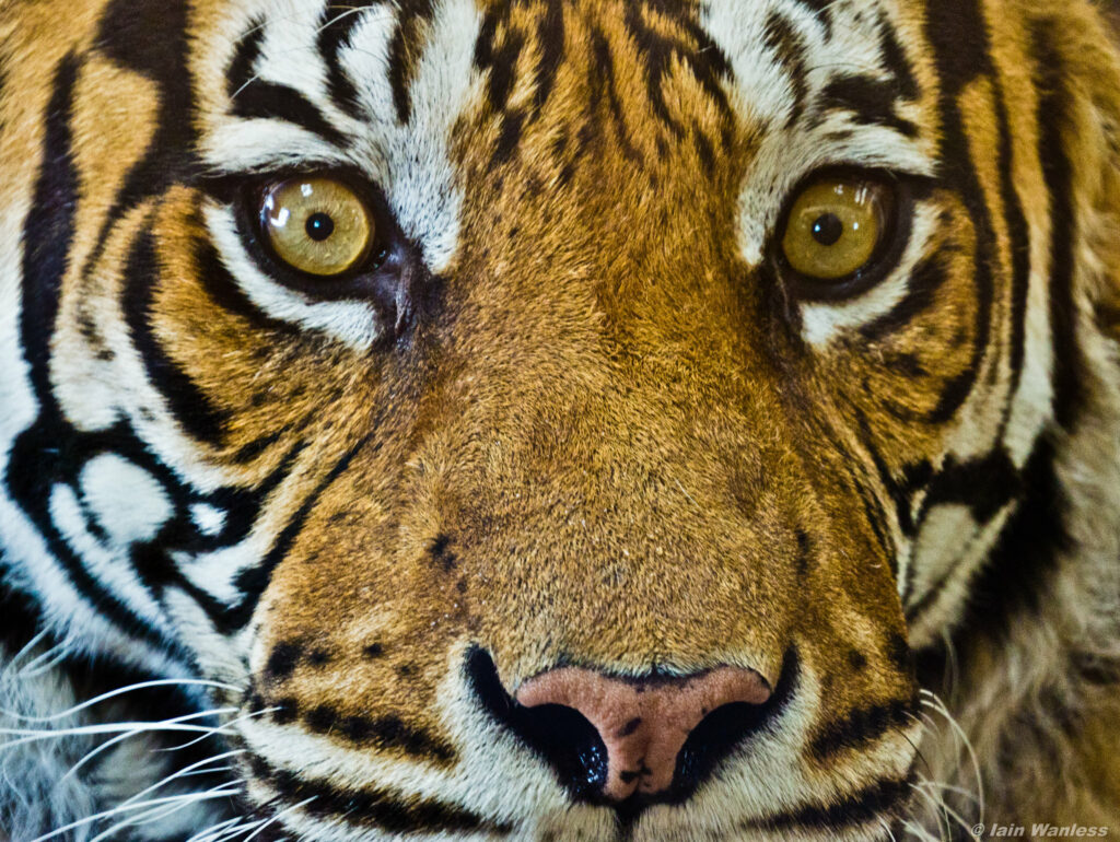 Tiger King Salty After President Pardons Other Reality Stars Survivor Eye Of The Tiger